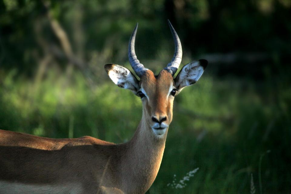 Doğa